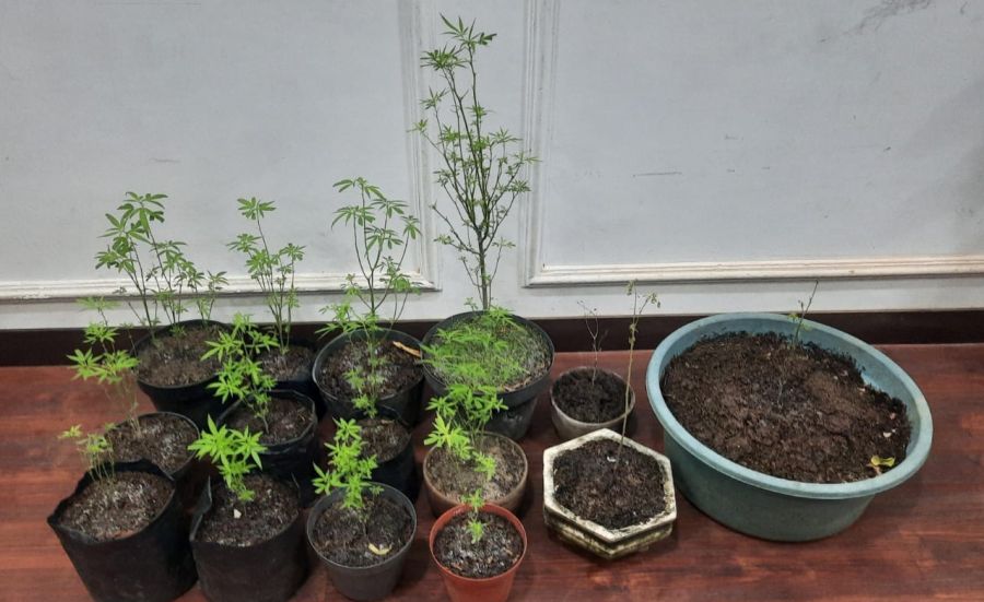 17 Batang Ganja Dalam Pot Berhasil Ditemukan Petugas di Belakang Rumah Warga