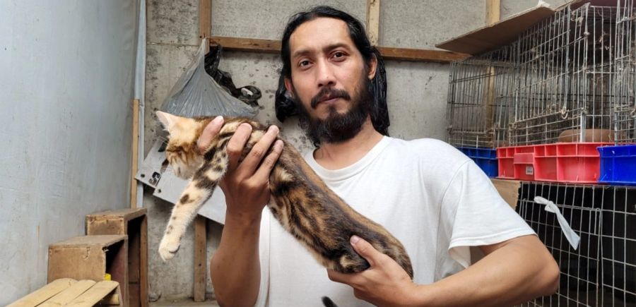 Berawal Hobi, Jurnalis Kota Batu Raih Omset Tambahan dari Kucing Bengal