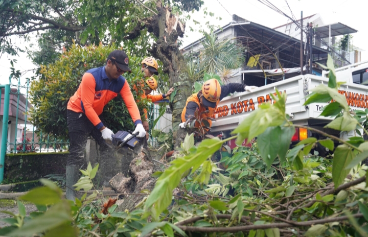 Cuaca Ekstrem, TRC BPBD Bersihkan Sisa Pohon Tumbang