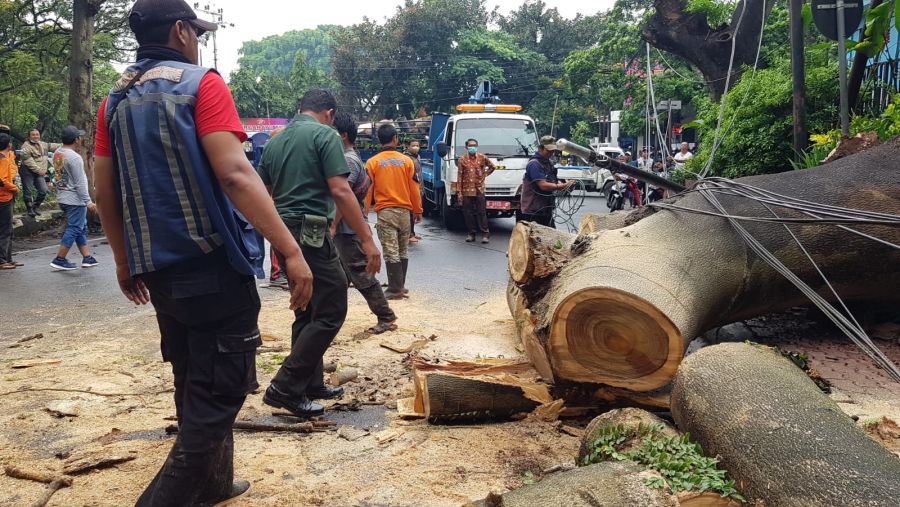 Gerak Cepat Babinsa dan Instansi Terkait atasi Pohon Tumbang