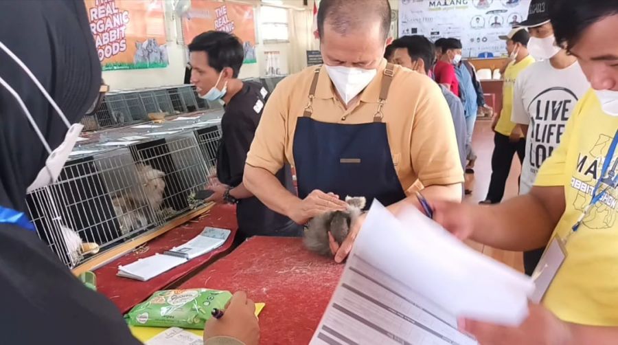 Jersey Wooly Milik Walikota Batu Raih Juara BOSB, BOV dan BOG di Malang Rabbit Show 2022
