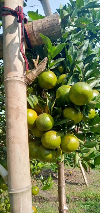 Menikmati Segarnya Wisata Petik Jeruk di Desa Curungrejo