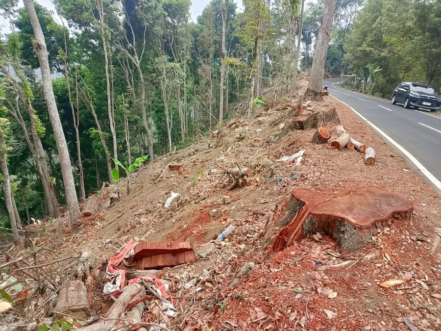 Modus 21 Pohon! Izin Resmi 18 Pohon, Sisanya Dibabat Habis, Alasan Bahayakan Jalan Ngadirejo