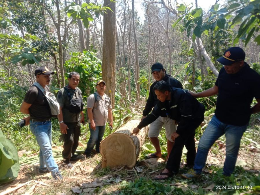 Polisi Tangkap Pelaku Pencurian Kayu Jati di Hutan Kabupaten Malang
