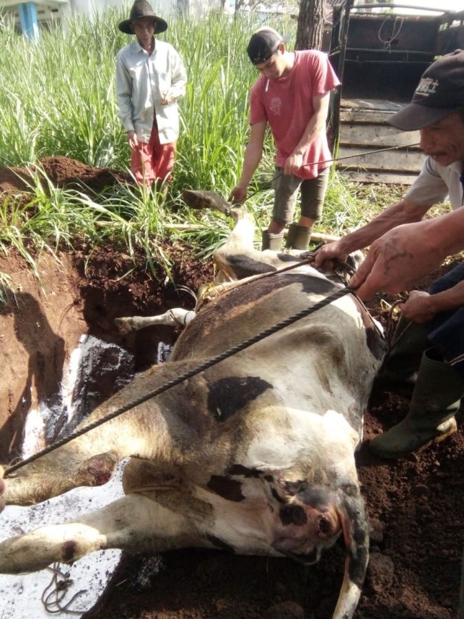 Polsek Junrejo Himbau Peternak Semprot Kandang Dengan Desinfektan Usai Banyaknya Sapi Mati