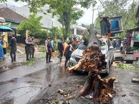 Sebuah Mobil Tertimpa Pohon Tumbang di Malang Akibat Hujan Badai