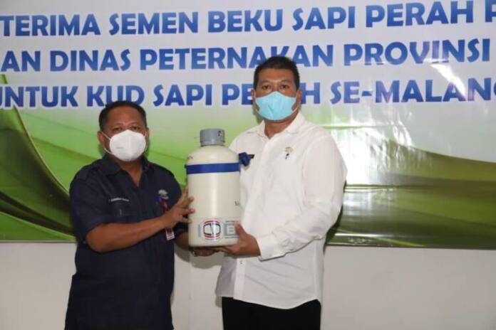 Tingkatkan Produksi Susu, Sapi Perah Proven Bull Akan Dikembangkan di Kabupaten Malang