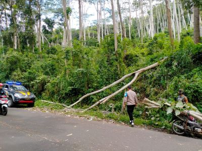 Polsek Pagak Evakuasi Pohon Tumbang di Jalan Raya Gunung Geger